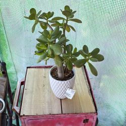 Potted Succulent 