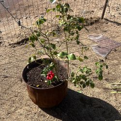 Hot-pink Rose Bush Plant 