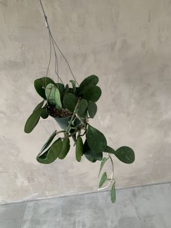 hoya plants
