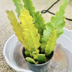 Matured EPIPHYLLUM PUMILUM  ORCHID CACTUS " THE NIGHT QUEEN”   The second picture is to show you how the flower looks like. Not in Blossom right now. 