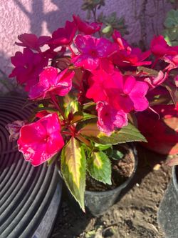Blooming New Guinea Impatiens Outdoor plant
