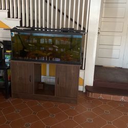 Fish Tank 