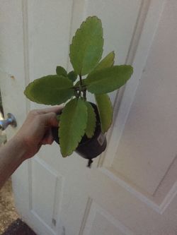 Cathedral bell plants