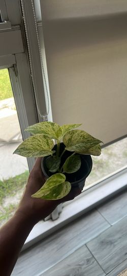 Snow queen pothos plant available
