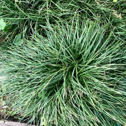 Giant Mondo Grass