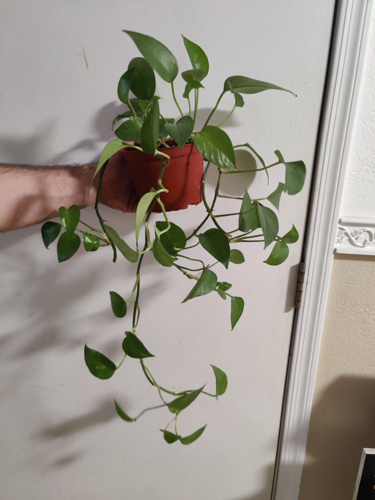 Pothos Indoor Plant /$10 / Telefono Planta De Interior / NELLIS BLVD & CHEYENNE AVE
