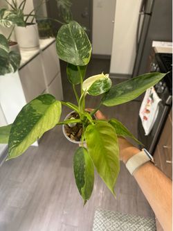 Jose Buono Philodendron