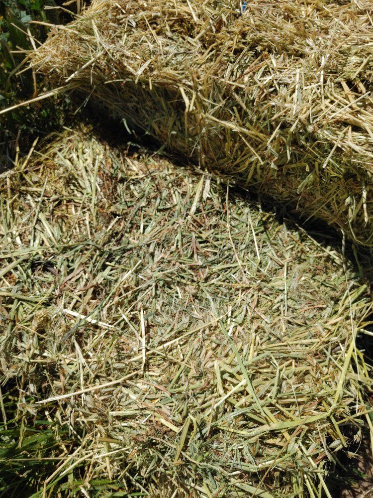Livestock Hay / Wild Oats /  Avena