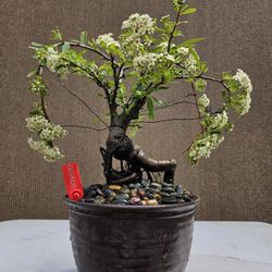 Old Pyracantha Bonsai Tree 