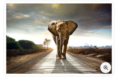 Elephant ark work