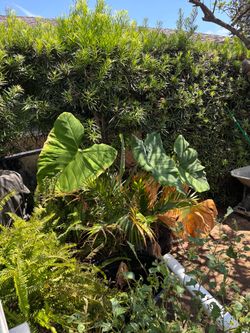 Elephant ear plant for sale
