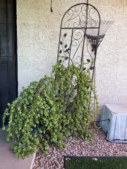 Elephant Food Plant