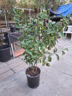 4FT MEYER LEMON TREE    # 3