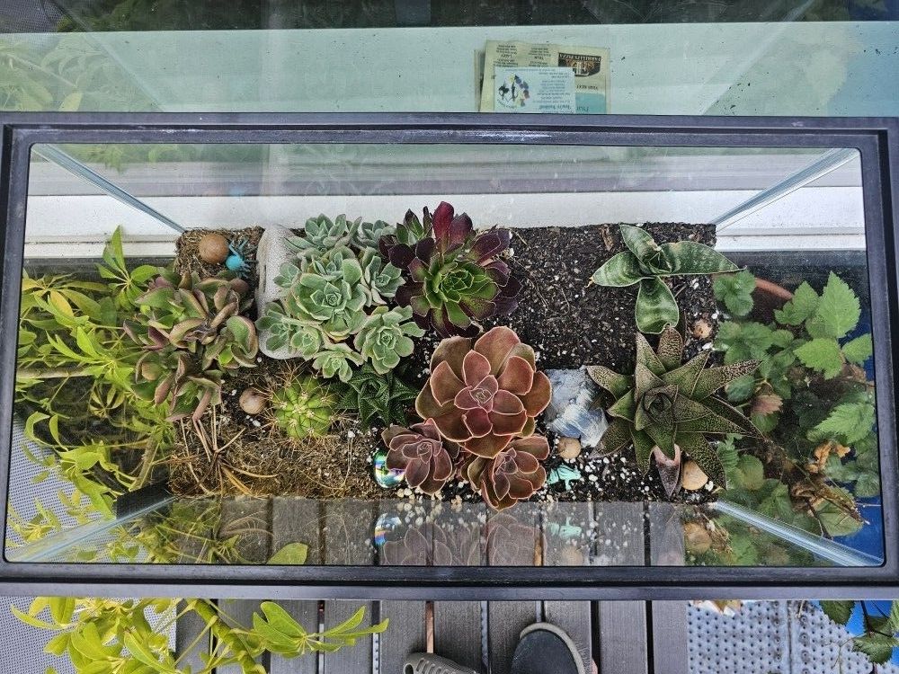 20 In × 10 In Succulent terrarium in 10gal Fish Tank