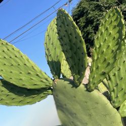 Nopal 