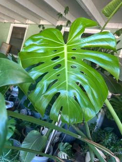 Monstera
