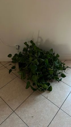 Giant plant super Big