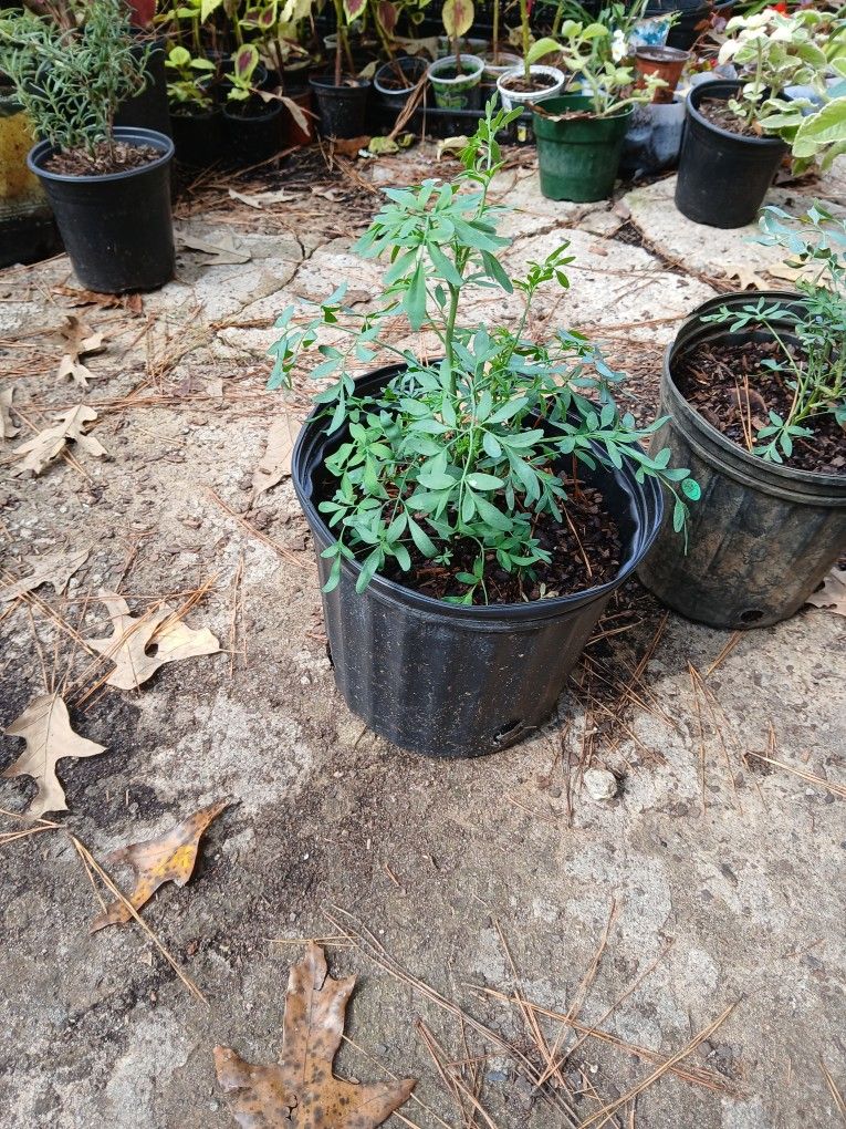 Plantas De Rudas Y Romeros Plants