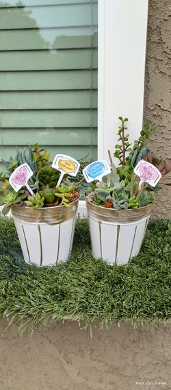 Mother's Day Gifts succulent Arrangements