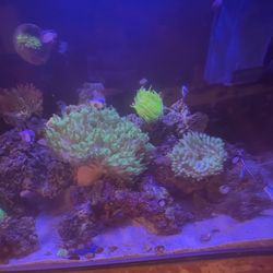 Saltwater Decor