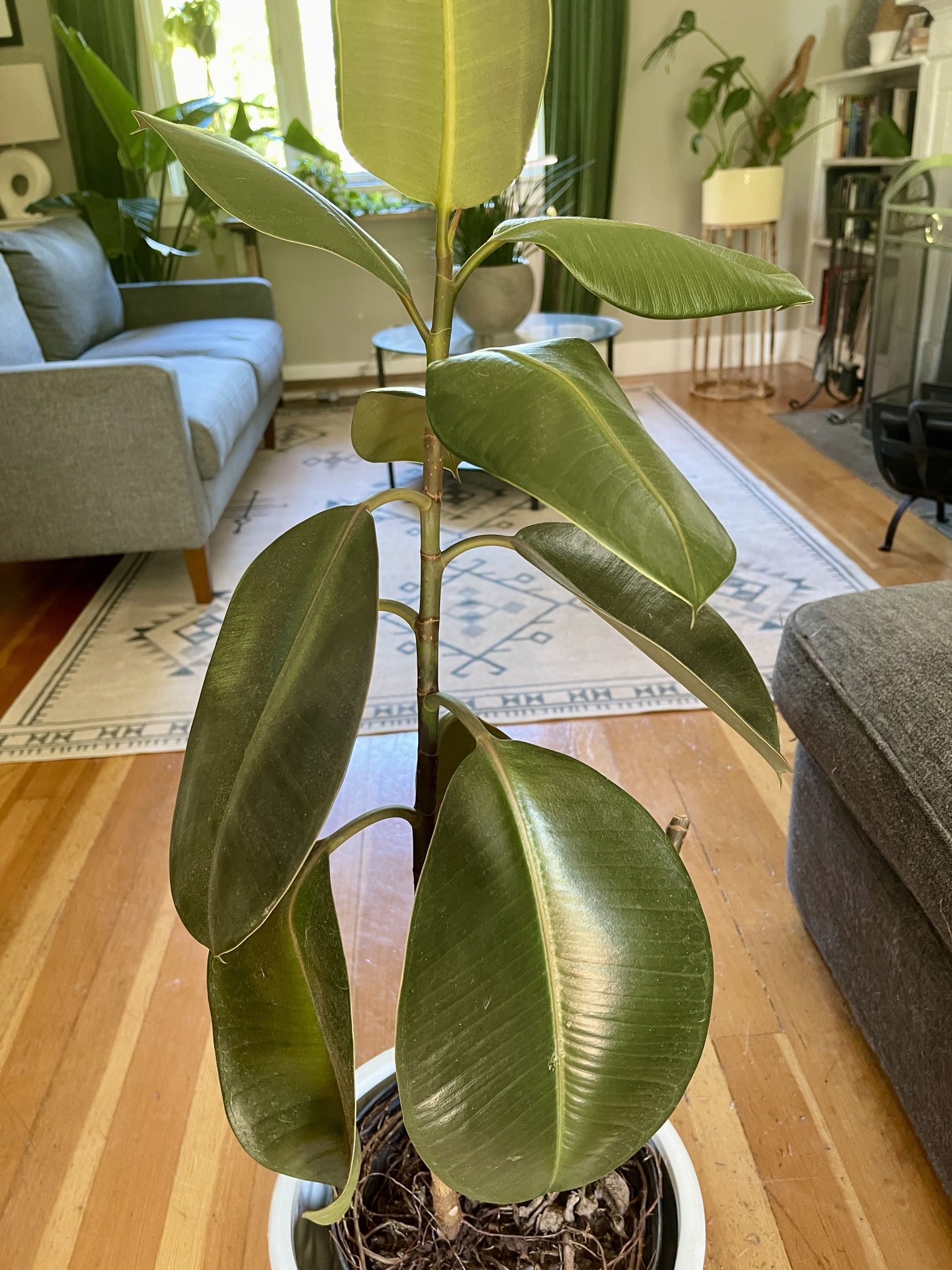 Rubber Plant