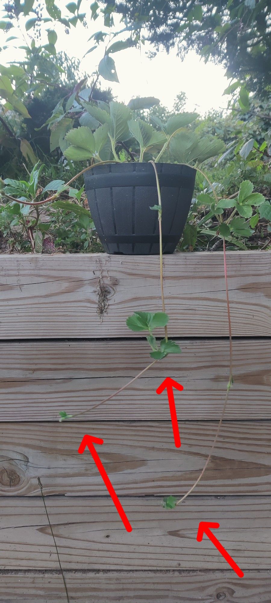 3 Crazy Fast Growing Organic Strawberry Plants In Small Pots. 
