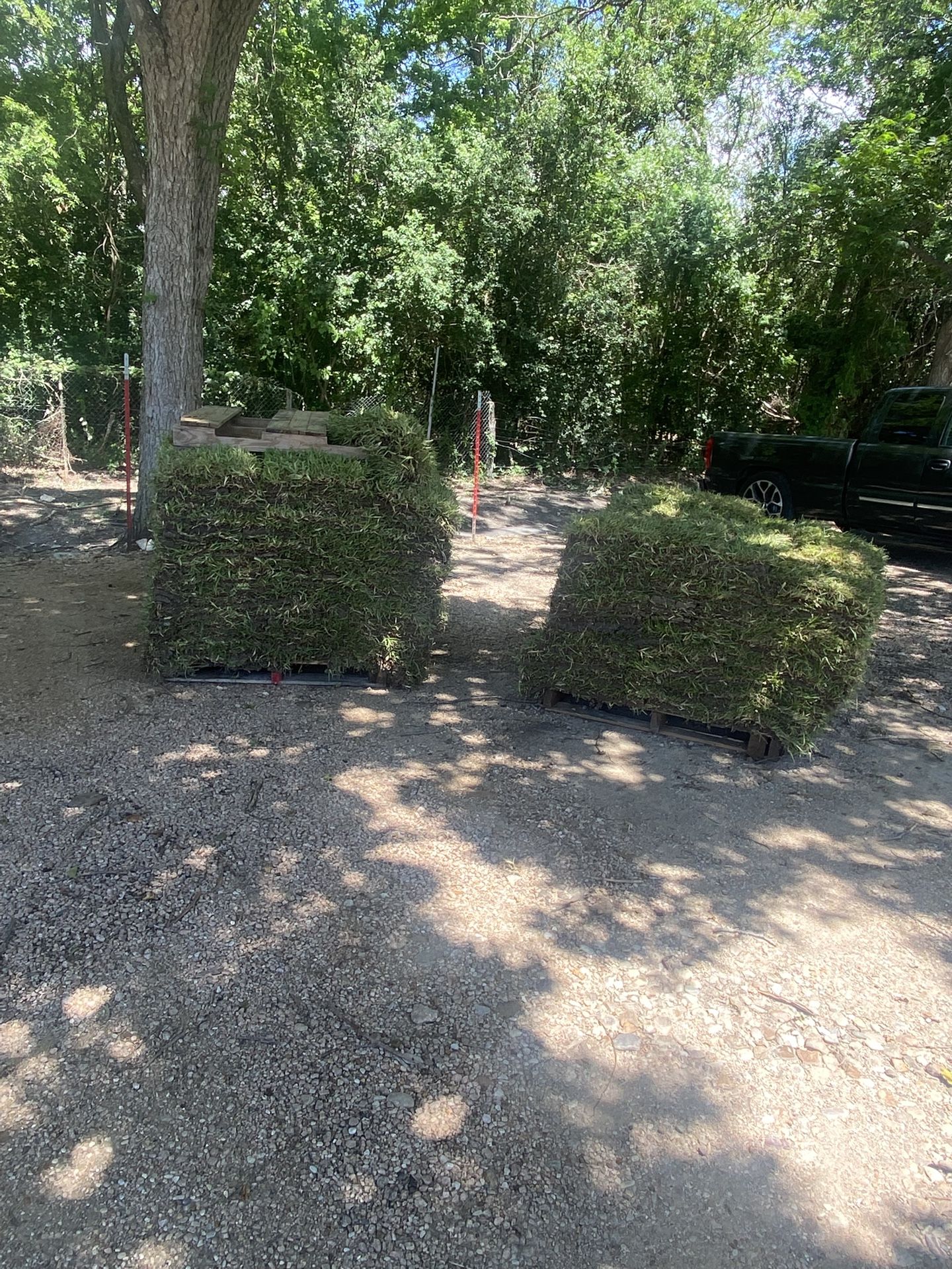 St.Augustin grass $250