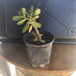 Large Succulent plant In One gallon Pot