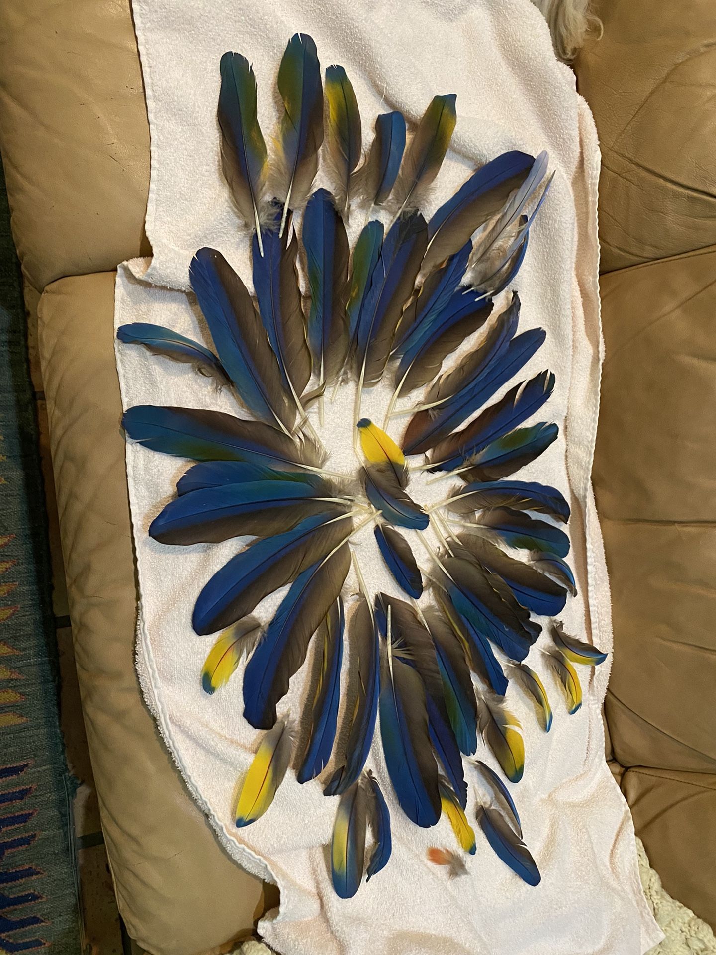 Macaw Feathers 