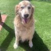 Schooner