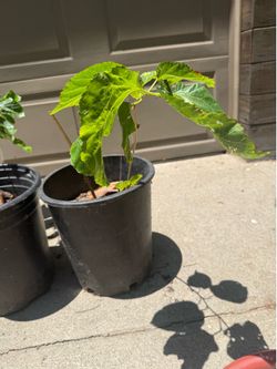 Mulberry trees from cuttings. Black mulberries super sweet. Cuttings from high yielding tree