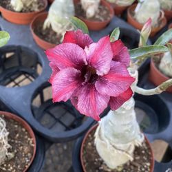 Rosas De Desierto