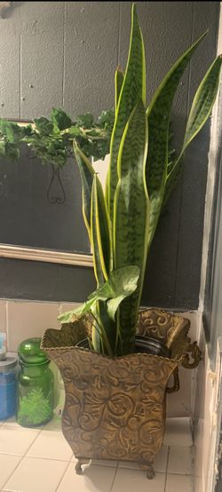 Planta Espada De Rey