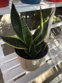 Dwarf snake plants
