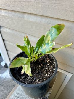 Plant for free