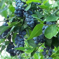 Blueberry Plant in 3-Gallon Pot – Loaded with Berries!