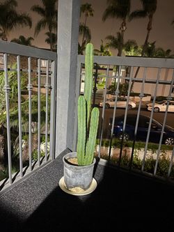 Tall Potted Cactus (Modern Metal Planter) – Healthy & Low Maintenance