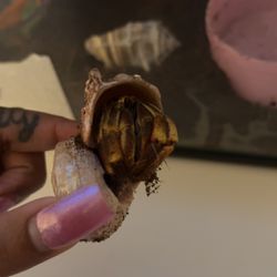 2 Hermit Crabs For Free 