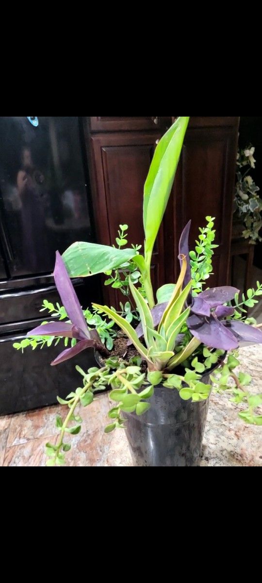 Outdoor Plant