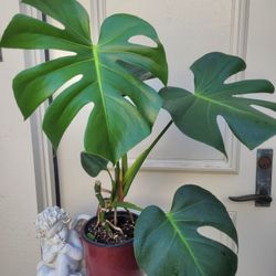 Large Monsteria Plant In Nice Plastic Pot