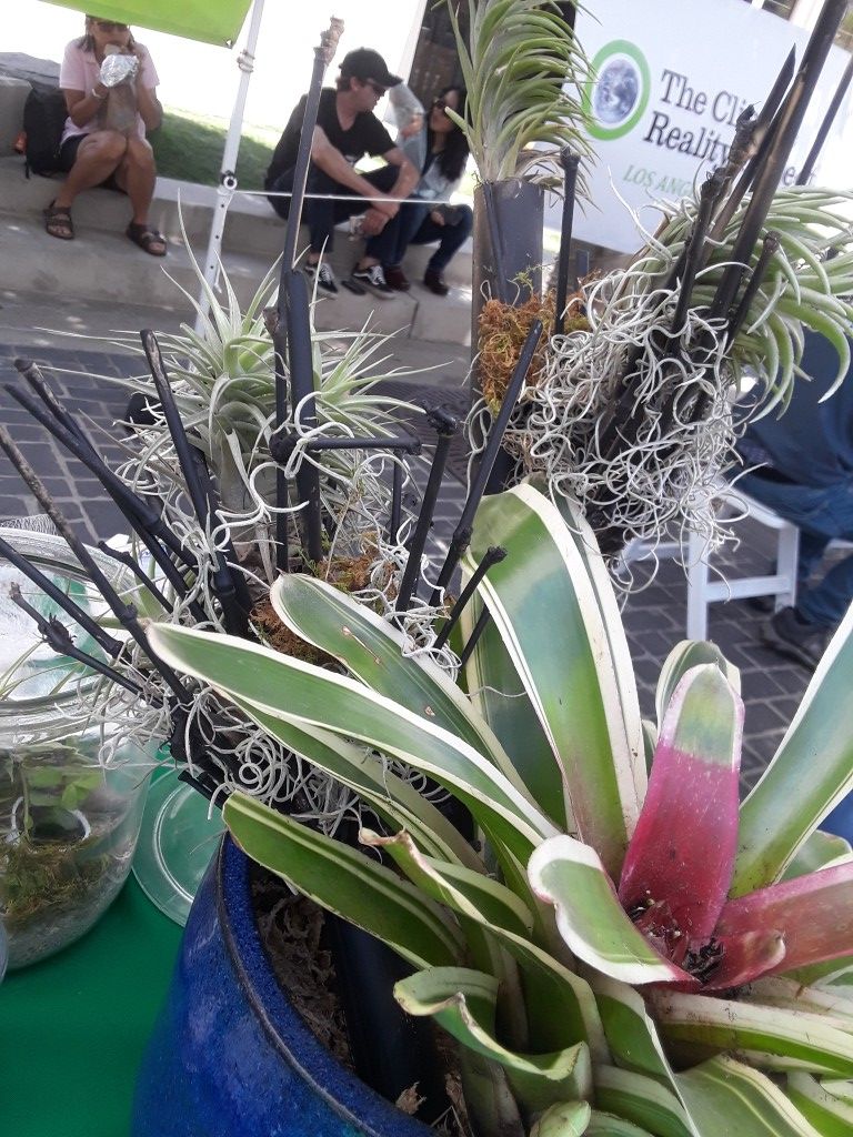 Thilandsia airplant bamboo stakes plant decor