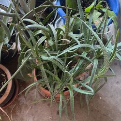 Healthy Plants