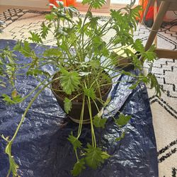 2 Philodendron Plants In Pots