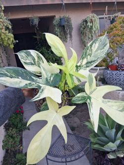 Philodendron Florida Beauty Plant $85