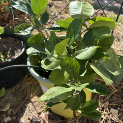 Grapefruit Tree Citrus Plant White Flowers