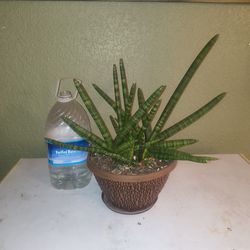 Starfish Snake Plant 10 inch pot