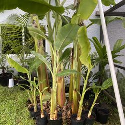 Ice cream Thai banana plant