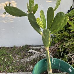 Cactus Plant Almost 4 Feet Tall 