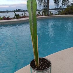 Seed Grown Peruvian Apple Cactus Rooted In Pot $25- White Flowers Red Edible Fruit