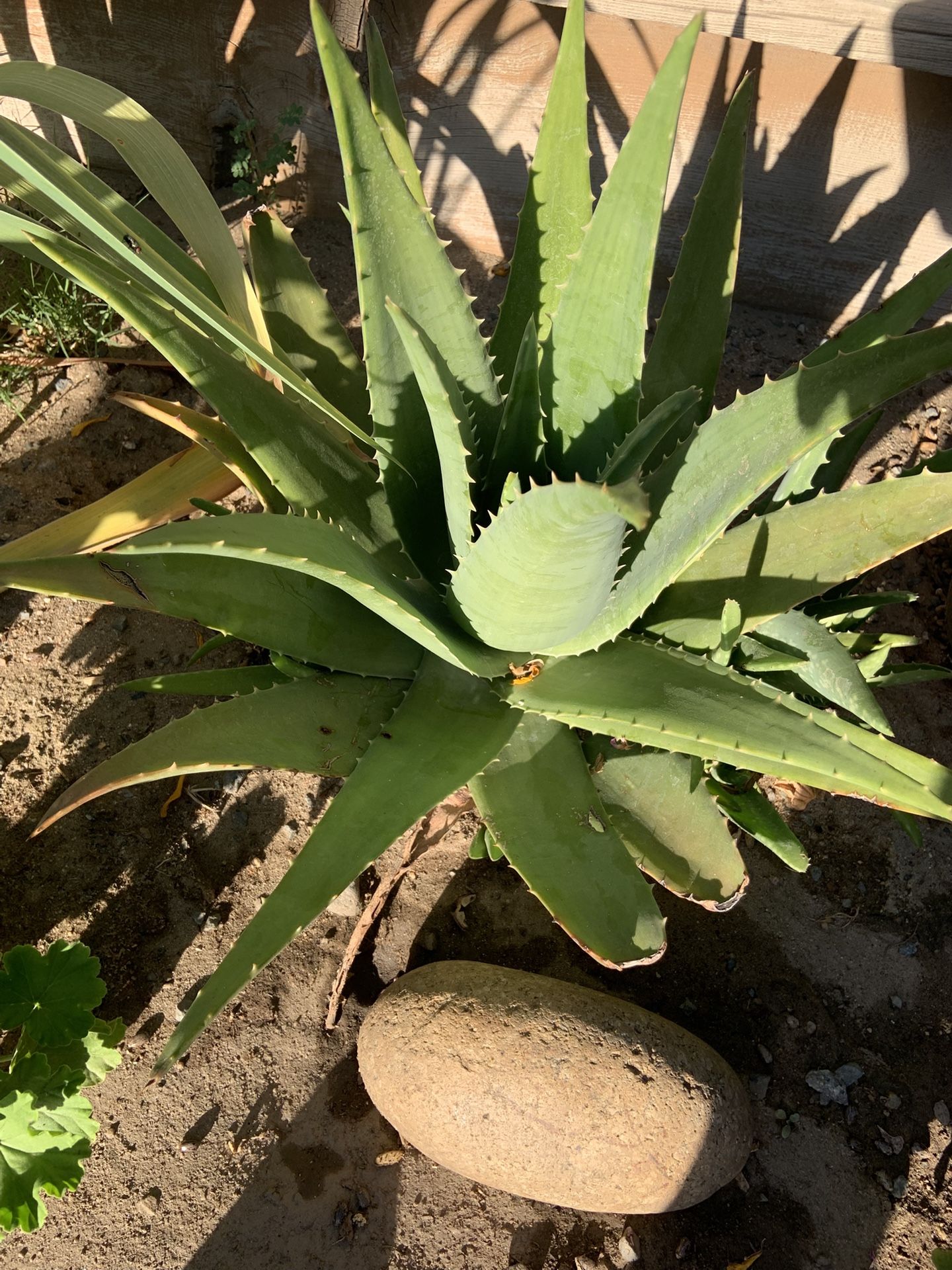 Aloe Plant